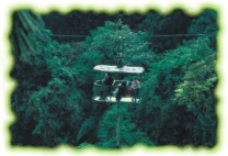 Rainforest view