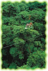 Rainforest Canopy