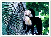 White faced monkeys