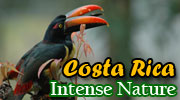 Intense Nature