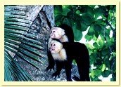 White-faced Monkies