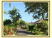 Gardens and drive way