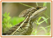 Common Basilisks