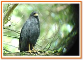 Mangrove Black Hawk