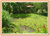 Pond