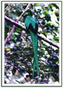 Quetzal