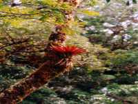 Click to see image in bigger size