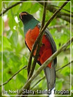 Slaty-tailed Trogon