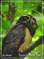 Spectacled Owl