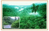 Cloudforest in Braulio Carillo