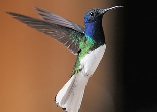 Rancho Naturalista