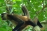 Rainforest Trek - Corcovado