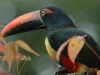 Birding Escape III