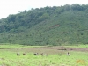 Tropical Horseback Riding