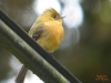 Birding Escape II