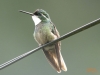 Birding Escape II