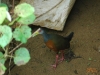 Birding Escape IV