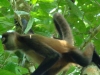 Rainforest Trek
