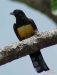 Birdwatching in Rancho La Merced