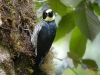 Birding Escape II