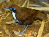 Birding Escape II