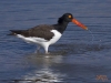Birding Escape IV