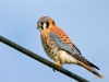Birding Escape II