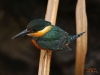 Birding Escape I