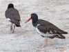 Birding Escape I