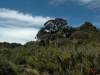 Caminata Tapir