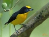 Birdwatching in Rancho La Merced