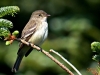Birding Escape I