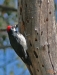 Birding Escape I