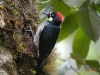 Birding Escape I