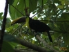 Birding Escape IV