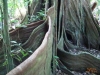 Above the Jungle