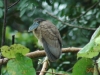 Birding Escape III