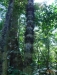 Rainforest Trek