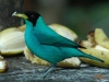 Birding Escape III