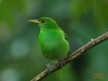 Birding Escape III