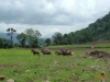 Tropical Horseback Riding