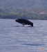 Whales & Dolphins Tour