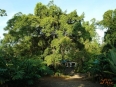 Selva Bananito Lodge