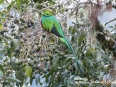 Quetzals Paradise
