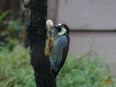 Birding Escape II