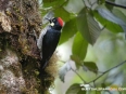 Paraiso del Quetzal