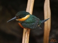 Birding Escape I