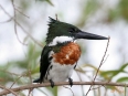 Birding Escape I