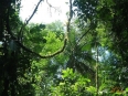 Estacion Bilogica La Selva