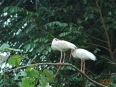 Birding Escape III